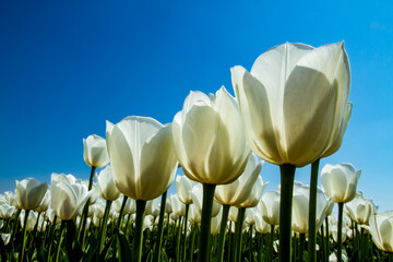 Tulpen Holland