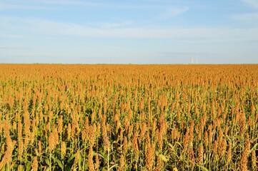 Plantação de sorgo
