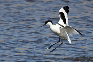 Avocet (Recurvirostra avosetta) wading in the shallow water