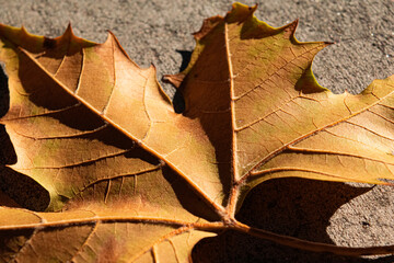 Fall Leaf