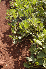 plantação de amendoim