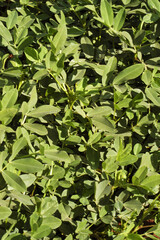 plantação de amendoim