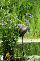 Great Blue Heron in wetlands.