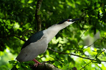 Black crowned night heron in tree.