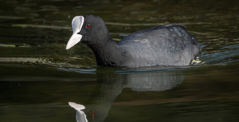 Coot (Fulica atra) Swimming on a pond