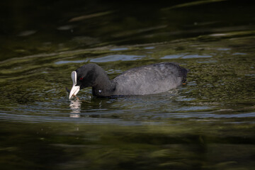 Coot (Fulica atra) Swimming on a pond
