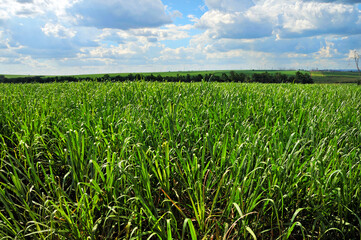 Obraz premium Plantão de cana de açucar , canavial