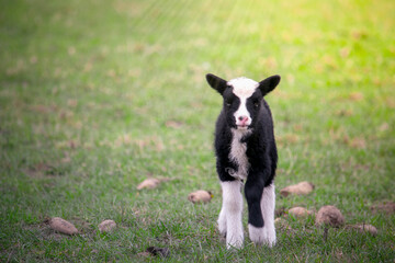 Cute black and white baby goat on the field