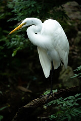 White heron in Florida wetlands. 