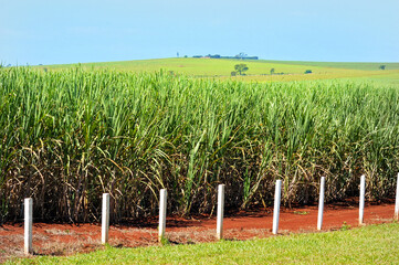 Cana de Açucar - Canavial.