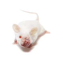 White laboratory mouse with a swollen muzzle on a white background. Diseases of rodents. White mouse with illness.