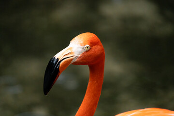 Pink Flamingo in Florida wetland.   