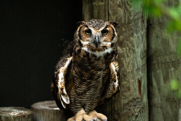 Large owl perching on logs.
