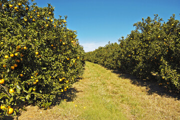 Fototapeta na wymiar Laranjeira com frutos , laranja