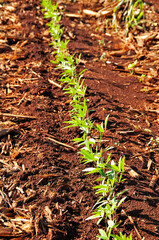 Soja , plantação de soja.