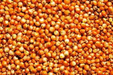 Sorgo