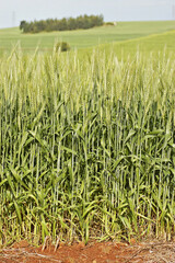 Plantação de trigo