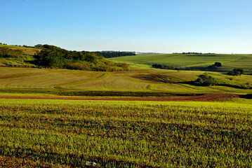 Plantação de trigo
