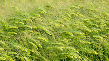 Landscape with barley field in the summer, close-up and selective focus, Germany