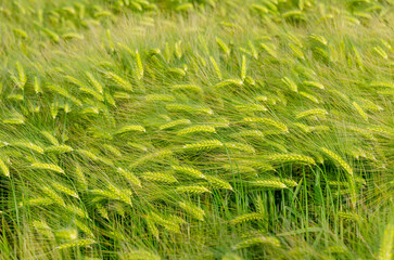 Landscape with barley field in the summer, close-up and selective focus, Germany