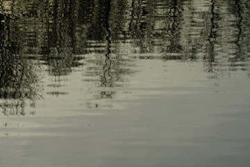 Fototapeta na wymiar Spiegelungen von Bäumen in einem Fluss