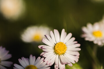 Obraz premium Gänseblümchen