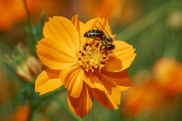 Bee on an orange flower of Cosmos collects nectar