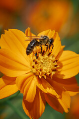 Bee on an orange flower of Cosmos collects nectar