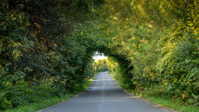 Green tunnel made from trees growing above the road. Selective focus.