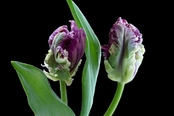 Purple big dutch parrot tulip flowers close up. Isolated on black backgro