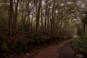 Fototapeta premium path in the forest
