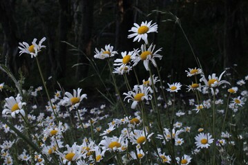 Beautiful wild flowers in the Patagonia Argentina
