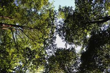 forest ceiling, leafy sky, forest