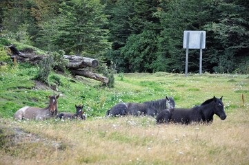 Chevaux dans les plaines de Patagonie, Terre de Feu, près d'Ushuaia, Argentine	