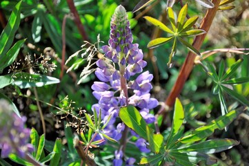 macro fleur de lupin, Terre de Feu, Ushuaia, Patagonie, Argentine