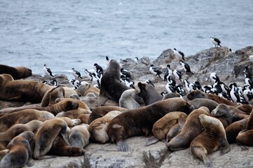 &icirc;le des lions de mer, cormorans magellaniques et imp&eacute;riaux, Canal de Beagle, Terre de Feu, Patagonie, Ushuaia, Argentine