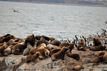 île des lions de mer, cormorans magellaniques et impériaux, Canal de Beagle, Terre de Feu, Patagonie, Ushuaia, Argentine