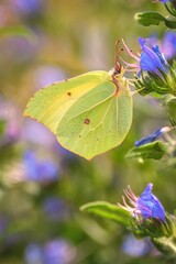 Beautiful summer flower scenery. Close up of a green butterfly on a  flower. Photo in shallow depth of field.
