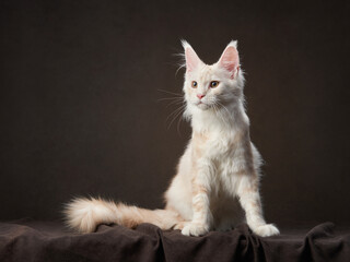 fawn Maine Coon Kitten on a dark. Pet on the background of the canvas. cat portrait in studio