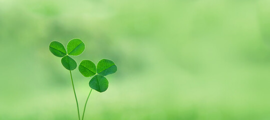 two clover leaves close up on abstract green natural background  . spring or summer season....