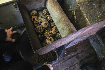 A man turns a homemade device for extracting cedar nuts from Siberian pine cones.