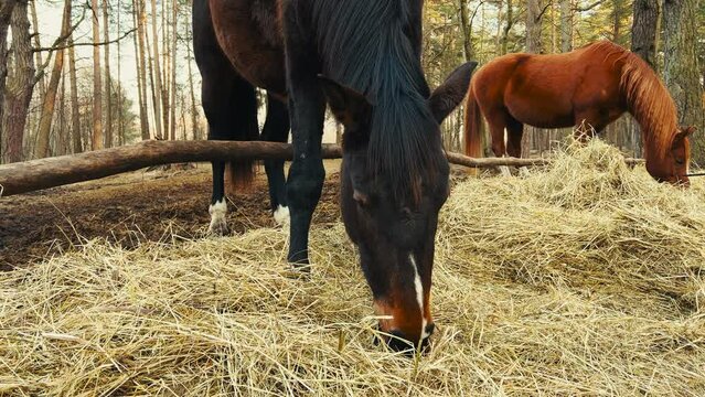 Black and brown horses eating hay outdoors - Close view