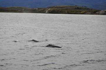 Couple de baleine, Parc des Glaciers, Ushuaia, Terre de Feu, Patagonie, Argentine