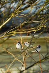 Cute sparrow on a twig around a bird feeder in a winter suburban forest
