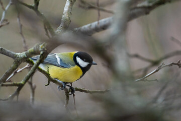Cute Titmouse on a twig around the bird feeder in winter suburban forest
