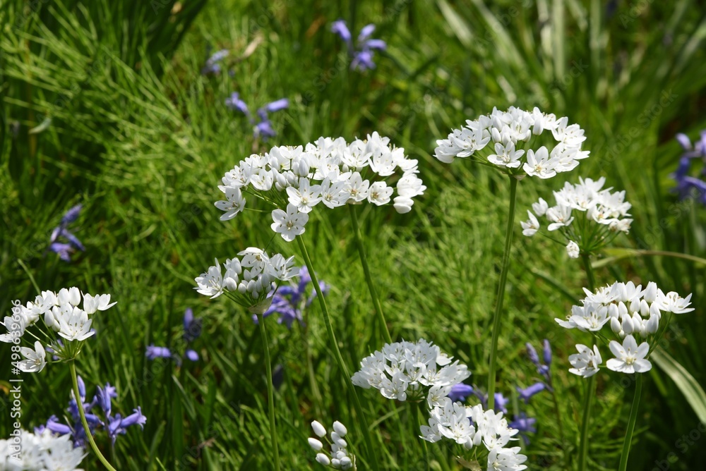 Wall mural Allium cowanii (Allium neapolitanum) flowers. Amaryllidaceae pennial bulbouus plants. The flowering season is from April to June.