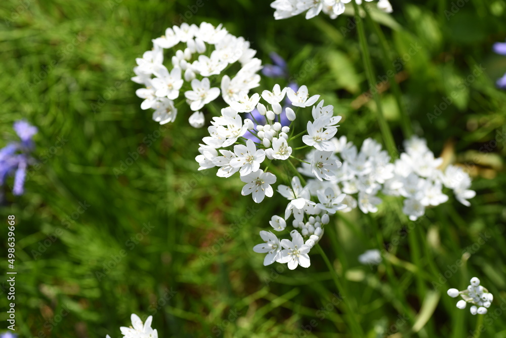 Wall mural allium cowanii (allium neapolitanum) flowers. amaryllidaceae pennial bulbouus plants. the flowering 