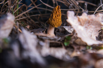 morel in the beautiful evening light among the foliage