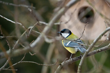 Cute Titmouse on a twig around the bird feeder in winter suburban forest