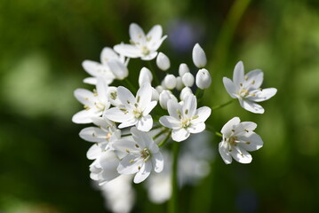 Allium cowanii (Allium neapolitanum) flowers. Amaryllidaceae pennial bulbouus plants. The flowering season is from April to June.